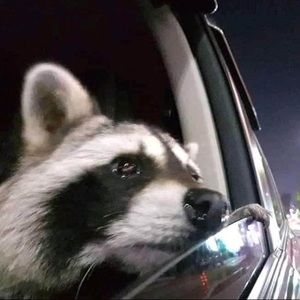 Meet your Posher, Joy